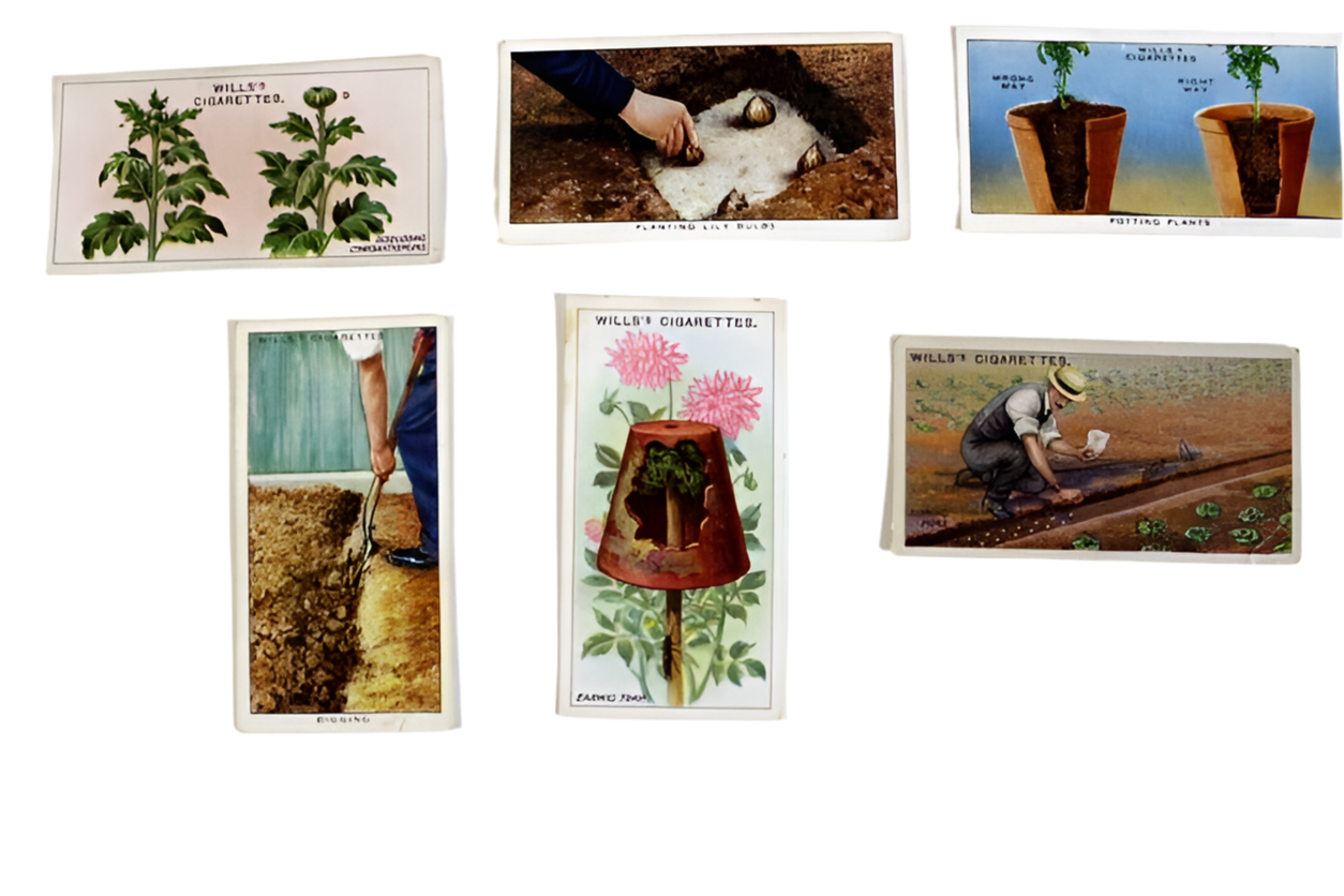 6 Antique WILLS's Cigarettes W.D. & H.O. WILLS IMPERIAL TOBACCO Trading Cards
